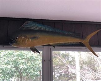 Taxidermy fish 