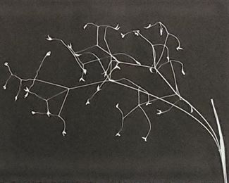 J. Barry Thompson, Photo