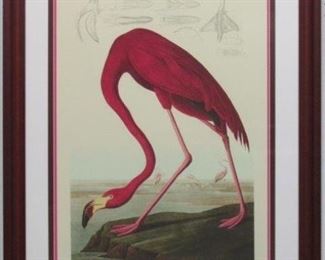 9016 - American Flamingo by John J Audubon 27.5 x 36
