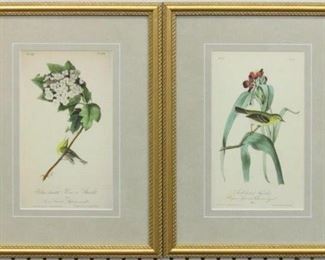 9037 - Set of 2 antique birds by John J Audubon 12 x 16.25
