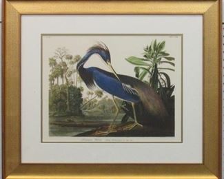 9051 - Louisiana Heron by John Audubon 28 x 23.5
