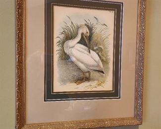  Lithograph Pelican...fabulous!
