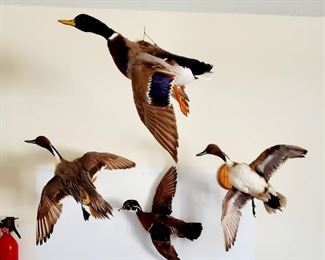 (3) Wall Mounted Taxidermy Ducks & (1) Hanging