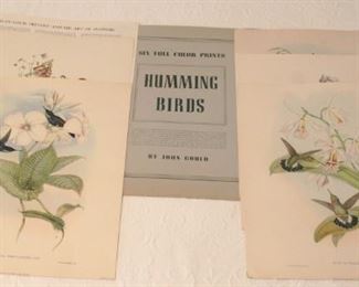 152 - Hummingbird Prints - set of 5 21 x 16
