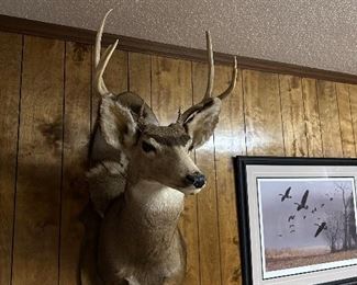 One of many taxidermy pieces this one happens to be a buck