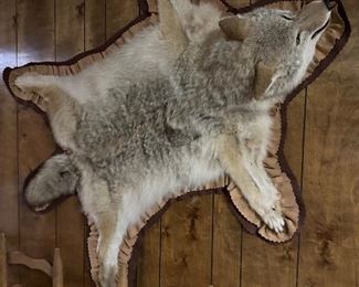Taxidermy, peace, wolf or coyote full hide with head