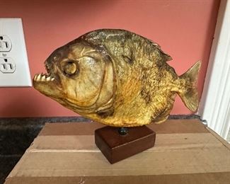 Taxidermy stuffed piranha
