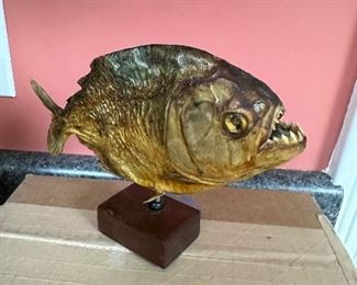 Taxidermy preserved piranha