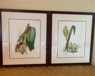 Framed Botanicals