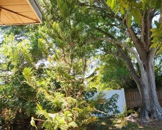 Potted ornamental pine tree