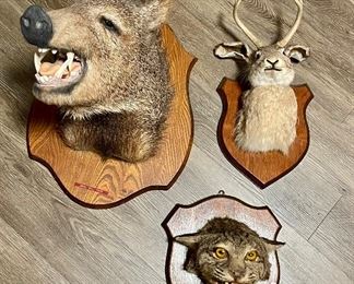 Taxidermy Javelina, Jackalope, Bobcat