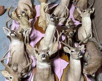Taxidermy Deer Mounts, Taxidermy Bobcat