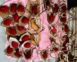 Skull Mounts, Mounted Horns and Blank Mounts