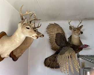 Taxidermy Turkey and Deer