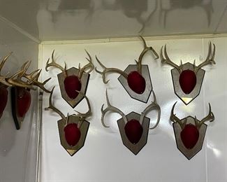 Mounted Deer Horns
