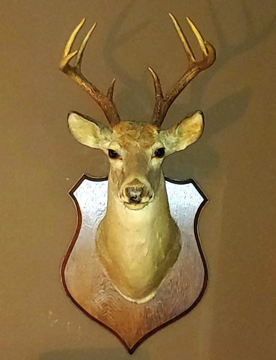 8 Point TX Deer Mount
