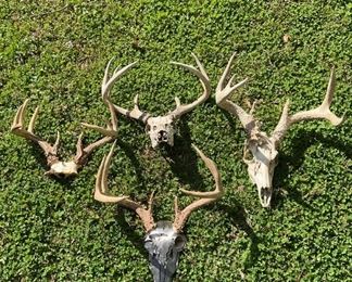Multiple Point Deer Antlers