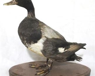 123 - Taxidermy duck on stand - 12 x 12

