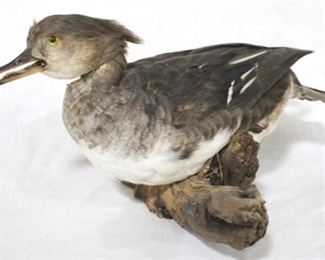 124 - Taxidermy duck on stand - 13 x 8
