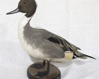 125 - Taxidermy Pintail Drake duck on stand - 20 x 14 dated 1984
