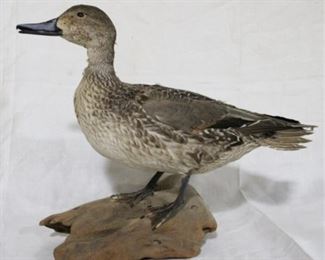 128 - Taxidermy duck on driftwood 15 x 13
