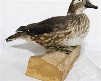 129 - Taxidermy duck on wood - 15 x 10

