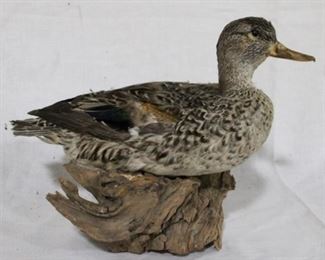 130 - Taxidermy duck on wood - 9 x 11
