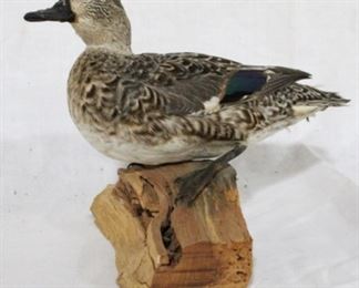 131 - Taxidermy duck on driftwood - 10 x 9
