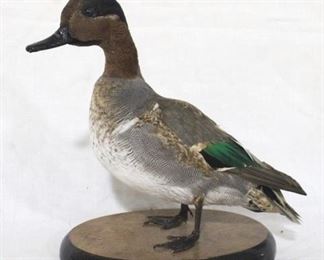 136 - Green Wing Teal Drake taxidermy duck on stand 10 x 10 dated 1995
