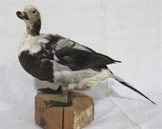 137 - Taxidermy duck on wood - 12 x 15
