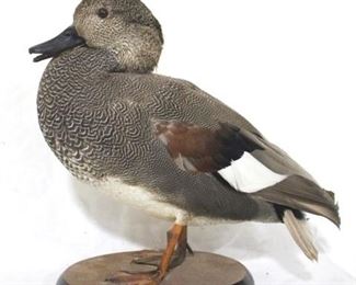 138 - Gadwall Drake taxidermy duck on base 11 x 12 Ed Mossbrook dated 1995
