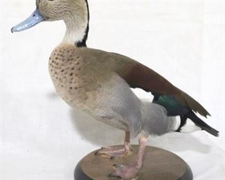 139 - Ring Teal taxidermy duck on base dated 1994 Ed Mossbrook 11 x 10
