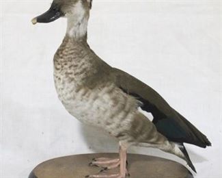 140 - Ring Teal taxidermy duck on base dated 1994 Ed Mossbrook 8 x 10
