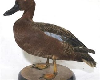 141 - Cinnamon Teal taxidermy duck on base dated 1994 Ed Mossbrook 10 x 10
