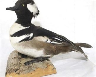142 - Taxidermy duck on wood - 12 x 10
