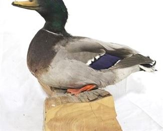 143 - Taxidermy duck on wood - 12 x 14
