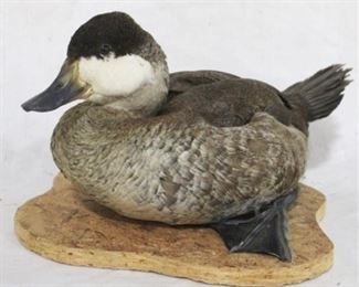 144 - Taxidermy duck on base - 12 x 7
