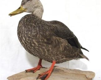 149 - Taxidermy duck on wood - 14 x 13
