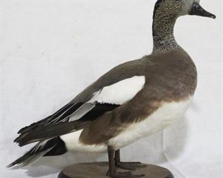150 - American Widgeon taxidermy duck on base 13 x 11 Ed Mossbrook 1986

