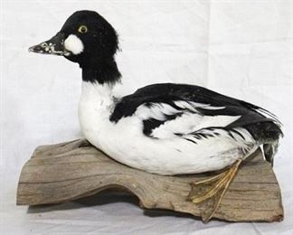 167 - Goldeneye taxidermy duck - 13 x 11
