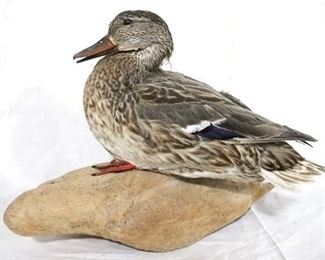 173 - Blue Winged Teal taxidermy duck - 17 x 13
