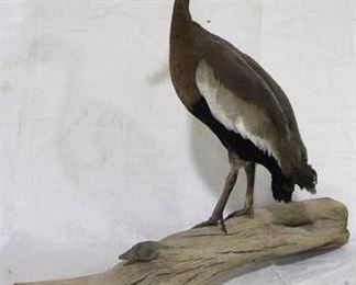 174 - Black Bellied Whistling taxidermy duck - 24 x 20
