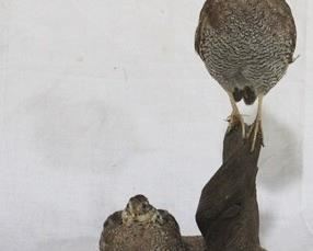 176 - Taxidermy display, 2 birds - 11 x 14
