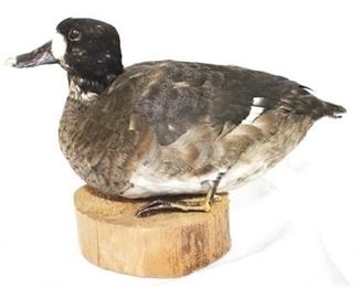 230 - Taxidermy duck on stand - 13 x 9
