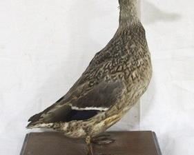 233 - Taxidermy duck on base - 17 x 12 x 8
