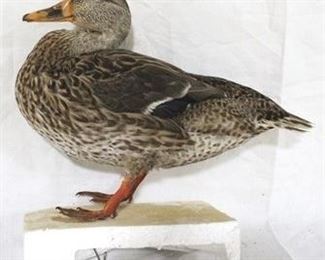 232 - Taxidermy duck - 11 x 13
