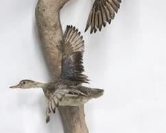 235 - 40" long driftwood with 3 taxidermy ducks
