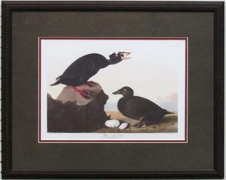 9006 - BLACK OR SURF DUCK BY JOHN AUDUBON 21.5 X 17.5
