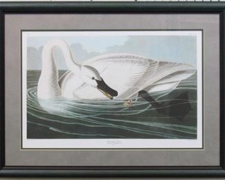 9007 - TRUMPETER SWAN BY JOHN AUDUBON 30 X 22
