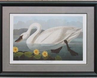 9008 - COMMON AMERICAN SWAN BY JOHN AUDUBON 30 X 22
